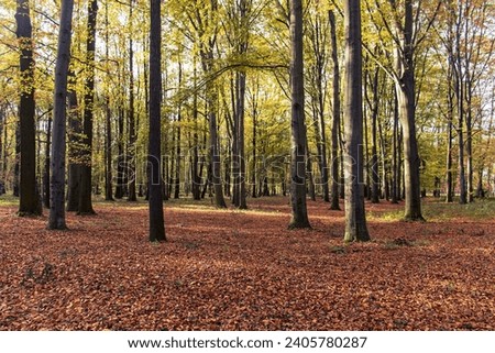 Forest in autumn season. Dry fallen leaves among the trees. Autumn, fall season, fallen dry leaves. Trees, forest, day, no people