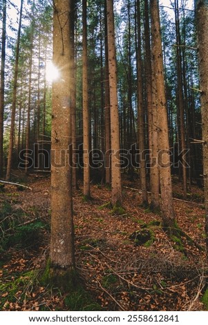 forest, autumn, sun, wallpaper, moss, green, colors, light, sun through trees, trees, forest walk, sunset, mood, wood, woods, tree, nature, landscape, woodland, plant, air, outdoors, season, sunlight