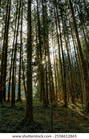 forest, autumn, sun, wallpaper, moss, green, colors, light, sun through trees, trees, forest walk, sunset, mood, wood, woods, tree, nature, landscape, woodland, plant, air, outdoors, season, sunlight