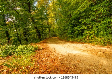 Forest in autumn with way - Shutterstock ID 1168543495