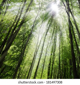 forest background