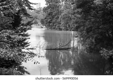 Forest background