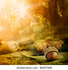 Forest background.  Autumn border design with oak acorns and bokeh lights.