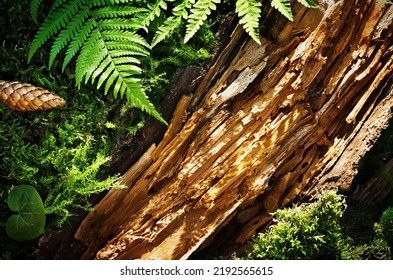 forest background with bark and moss for natural products - Shutterstock ID 2192565615
