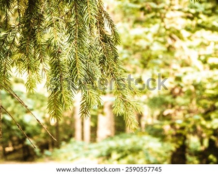 Forest background. Close-up of spruce branches. NAture concept. Copy space on blur. Abstract filter toned.