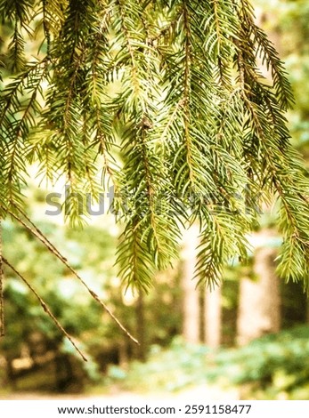 Forest background. Close-up of spruce branches. NAture concept. Copy space on blur. Abstract filter toned.