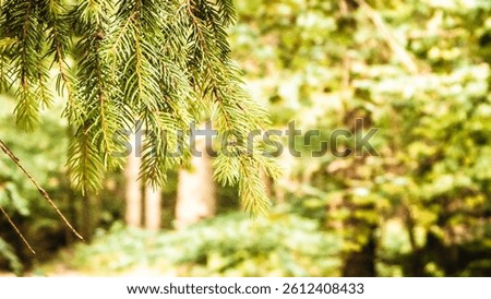 Forest background. Close-up of spruce branches. NAture concept. Copy space on blur. Abstract filter toned.
