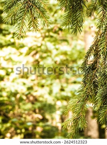 Forest background. Close-up of spruce branches. NAture concept. Copy space on blur. Abstract filter toned.