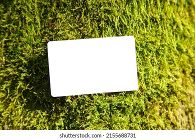 Forest Background Empty Business Card On Mossy Rock Texture Environment Spring Nature Hunt Game Playground Concept With Copy Space