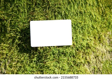 Forest Background Empty Business Card On Mossy Rock Texture Environment Spring Nature Hunt Game Playground Concept With Copy Space