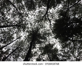 Forest Background With Unlimited Sky