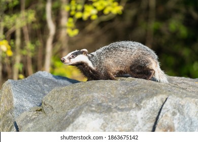 The Forest Badger (Meles Meles) In Its Typical Drenching. The Badger Is A Beast Of The Weasel Family.