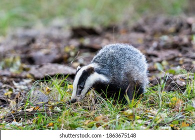 The Forest Badger (Meles Meles) In Its Typical Drenching. The Badger Is A Beast Of The Weasel Family.