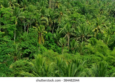 Forest In Bali, Indonesia