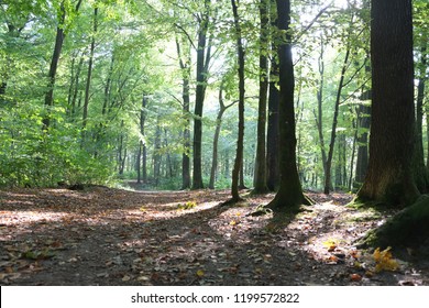 Forest Bathing In The Beech Forest