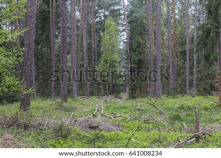 Similar – Image, Stock Photo buy a piece of forest?