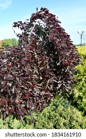 Forest beech, a form of purple weeping (Fagus sylvatica L., f. Purpurea Pendula) grows among juniper
