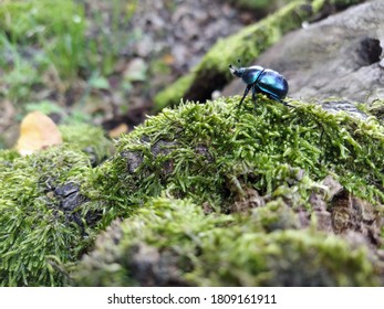 Forest beetle Anoplotrupes stercorosus photographed in the nature reserve Klentnice in 2020. Photograph of a forest beetle on a stump in the moss.