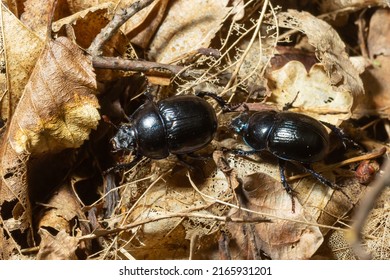 Forest beetle, Anoplotrupes stercorosus, a species of dung beetle and the subfamily Geotrupinae.