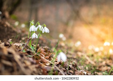 Forest In The Beginning Of Spring With Snowdrops