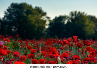 forest behind the poppy field. lovely nature scenery in evening light.: stockfoto