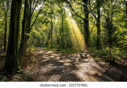 Forest bench. The sunrays through the crowns of trees in the forest