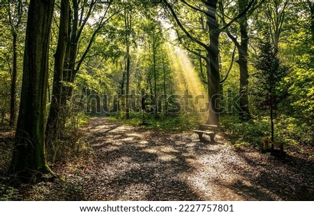 Forest bench. The sunrays through the crowns of trees in the forest