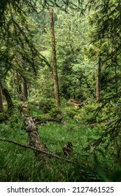 A Forest In The Berchtesgaden National Park