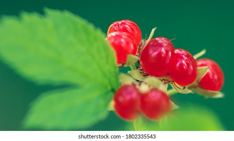 Inedible Berries Images Stock Photos Vectors Shutterstock Inedible Berries Images Stock Photos Vectors Shutterstock