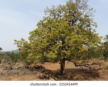 Forest Big Tree Blue Sky. Green Leaf Big Tree In India Forest 