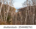 Forest of birch trees with a blue sky overhead at Gooseberry Falls State Park on a November autumn day, with a view of the Gooseberry River that flows into Lake Superior at Two Harbors, Minnesota USA.