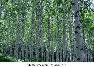 A Forest of Birch Trees in Springtime