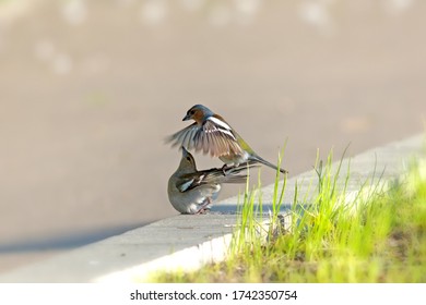 Forest Bird Mating Dance Closeup View. Wildlife Animals Life Moment