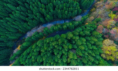 Forest in bird's eye view