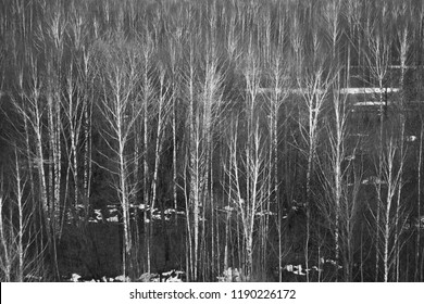 forest black and white photography. - Shutterstock ID 1190226172