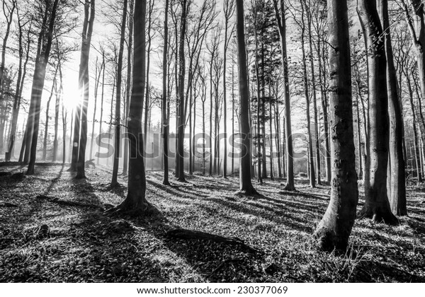 forest - black and white photomural. Wall art. 