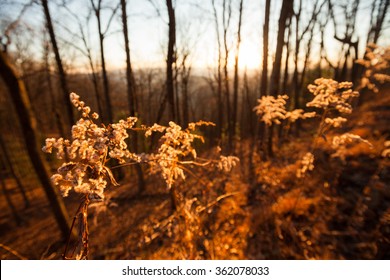 Forest In The Blue Ridge Mountains, Georgia