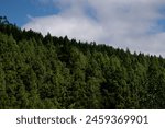 A forest with a blue sky in the background. The trees are tall a