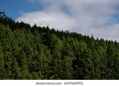 A forest with a blue sky in the background. The trees are tall a - Powered by Shutterstock