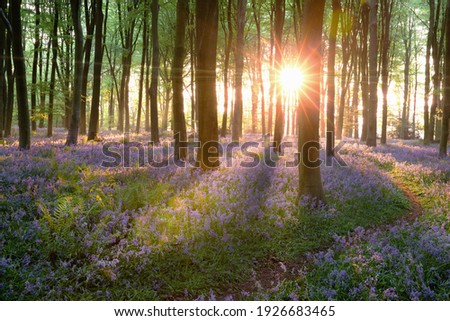Forest of bluebells in dawn sunrise with a natural path leading towards the sun. Norfolk England nature woodland. 