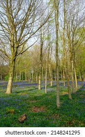 Forest with bluebells on the northern slopes of Leith Hill near Holmbury St Mary. Part of the Surrey Hills Area of Outstanding Natural Beauty in the south of the UK.