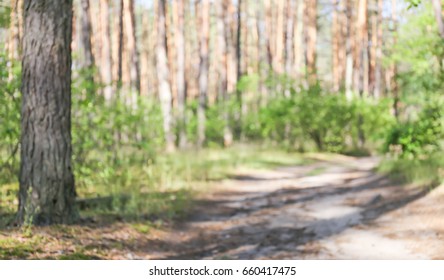Forest blurred background