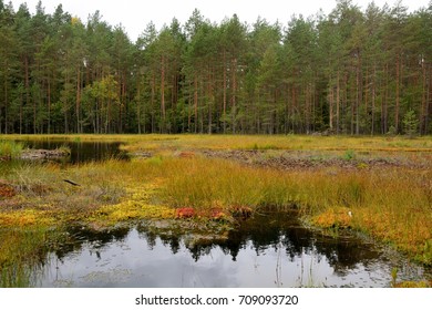 Forest bog - Powered by Shutterstock