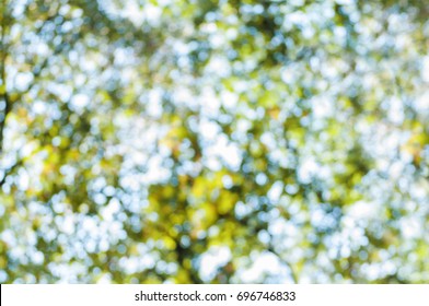 Forest Bokeh Green Blue Light Natural Background