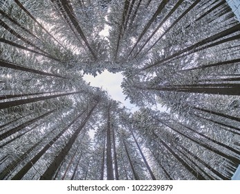 forest from the bottom up in winter
