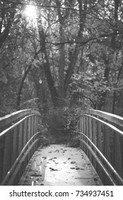 Forest Bridge