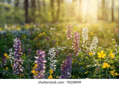 3,478,861 Forest closeup Images, Stock Photos & Vectors | Shutterstock