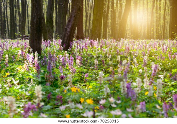 Forest Brightly Coloured Flowers Stock Photo 70258915 | Shutterstock
