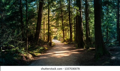Forest in British Columbia with moody lights and colors.  A path leads through the warm summer park