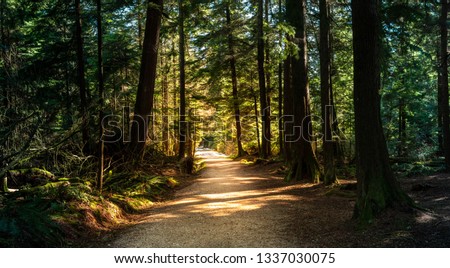 Forest in British Columbia with moody lights and colors.  A path leads through the warm summer park Foto stock © 